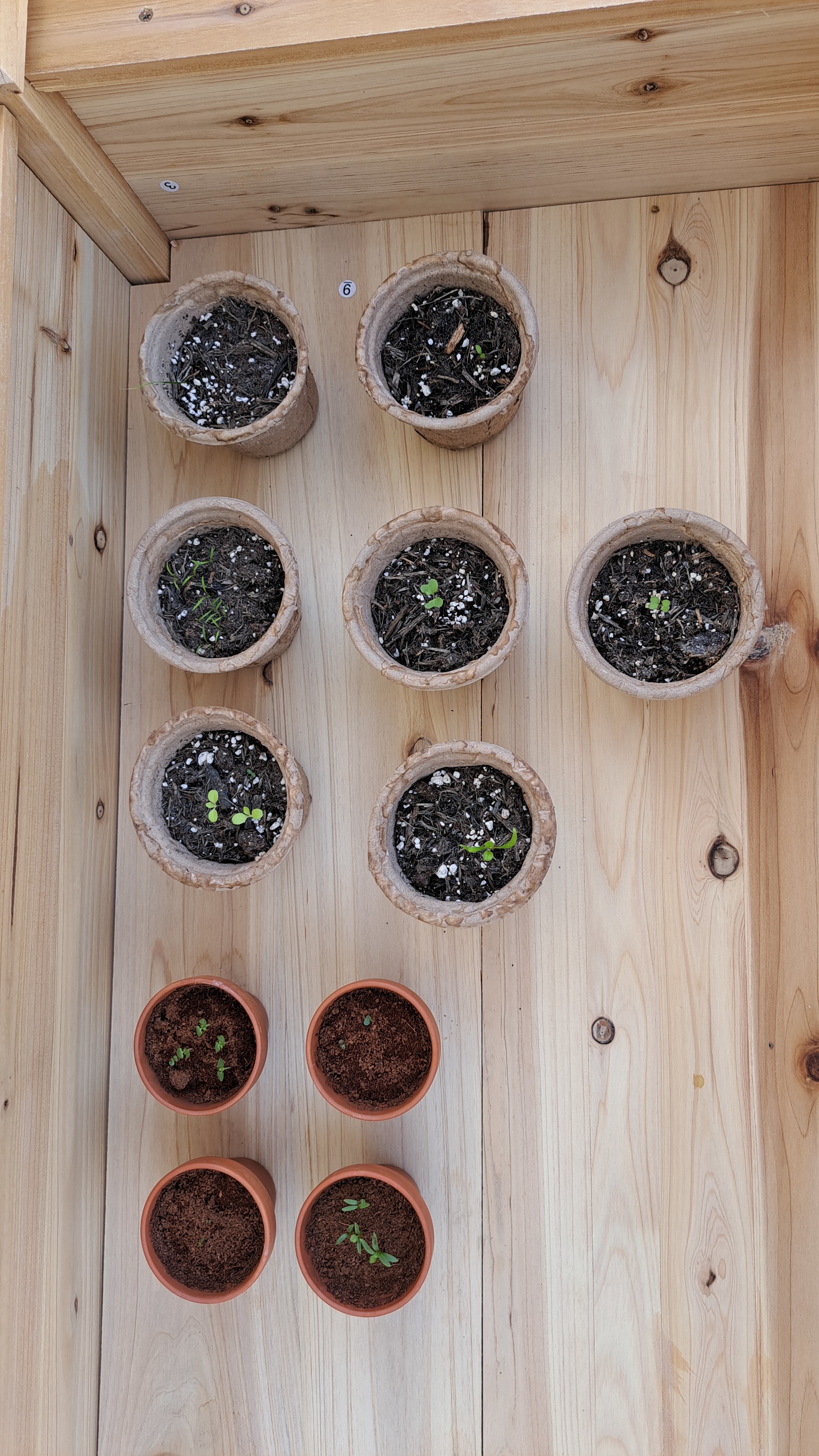 Seedlings